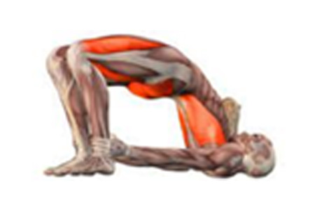 Sarvangasana