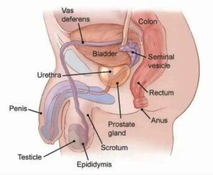 prostate gland